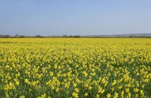 Miliony żonkili zgniją? Brytyjscy plantatorzy nie mogą znaleźć pracowników