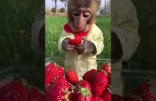 Mała małpka je truskawki
