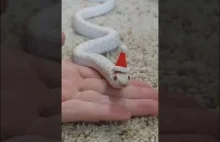 Mały świąteczny wąż