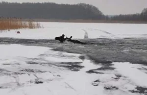 Pod łosiami zarwał się lód. Zwierzętom pomogli ratownicy MOPR i strażacy...