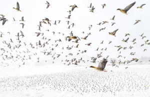 Tysiące gęsi na jednym zdjęciu - Nature Photographer of the Year 2021