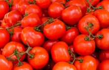 Modyfikowane genetycznie pomidory działające uspokajająco trafiły do sklepów