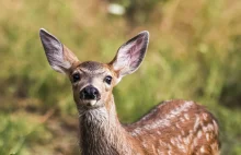Czy Bambi dostanie paszport covidowy? Trzy nowe warianty koronawirusa...