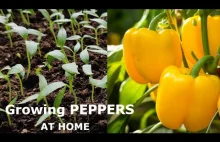 Growing Bell PEPPERS at Home in the Open Field