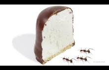 mrówki i ciastko