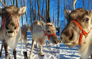 Renifery w Dobroniu. Merry, Christmas i Rudolf zamieszkały pod Łodzią