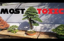 Najbardziej toksyczne drzewko bonsai