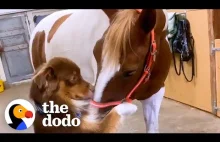 Wielka przyjaźń konia i psa