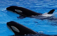 Półwysep Iberyjski. Orki atakują jednostki pływające u wybrzeży Hiszpanii