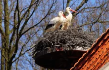 Z polskich wsi znikają ptaki. To efekt modernizacji terenów wiejskich