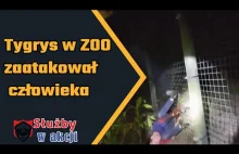 Tygrys w ZOO zaatakował mężczyznę, który chciał go pogłaskać.