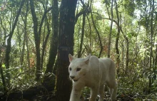Naukowcy opublikowali zdjęcia pierwszej w historii białej pumy
