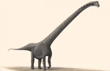 Opisali nowy gatunek dinozaura. To zauropod o niezwykle długiej szyi