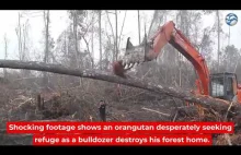 Orangutan próbuje odeprzeć buldożer, który niszczy jego las