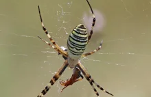 Nadchodzą nowe leki: naukowcy mają sposób na badanie jadu mniejszych pająków