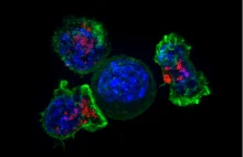 Limfocyty T powstałe po szczepieniu nadal skuteczne w walce z Omicronem [ENG]