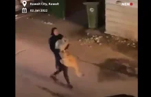 Scenka z Kuwejtu: Kobieta niesie lwa na ulicy