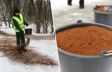 Fusy zamiast soli! Naukowcy z Krakowa sprawdzili - fusy nie szkodzą glebie