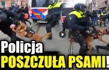 Amsterdam: PROTEST przeciw segregacji sanitarnej! Policja POSZCZUŁA PSAMI...