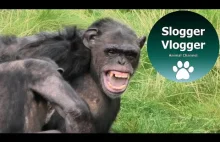 Chimp Gets Injured As Loud Fight Breaks Out