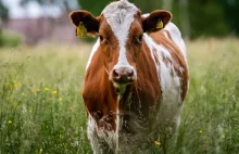 Znęcali się nad krowami w ubojni. Zarzuty dla 35 osób