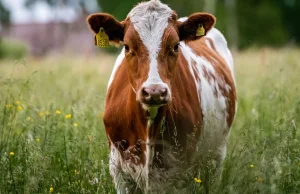 Znęcali się nad krowami w ubojni. Zarzuty dla 35 osób