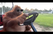 Orangutan Driving To Fleetwood Mac