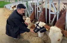 Krowy w goglach VR dają więcej mleka. Wierzą, że są na łące