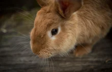Śmierć królika z szopki. Biegły zwraca uwagę na przetrzymywanie na mrozie