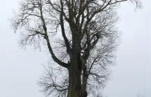 Najwyższe, najgrubsze, najstarsze drzewa w Polsce i na świecie. Pomniki przyrody