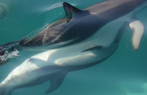 Niezwykłe badanie: samice delfinów mają w pełni funkcjonalne łechtaczki.