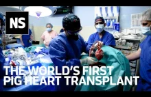 Jak właściwie wyglądała transplantacja świnskiego serca człowiekowi?