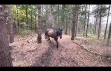 Koń uderza w drzewo i pierdzi na psy