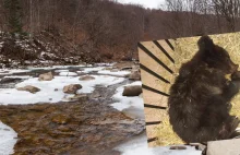 Niedźwiadek znaleziony w Bieszczadach. Weterynarze walczą o jego życie