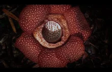 Kwiat cuchnie śmiercią I Zielona Planeta I BBC Earth