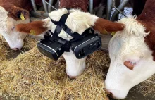 Krowy w okularach VR wyprodukują więcej mleka...