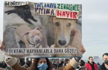 Erdogan nakazał ”usunąć” bezpańskie psy. Mieszkańcy wyszli na ulice