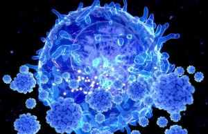 Komórki układu odpornościowego tz "Zabójcy" nadal rozpoznają wariant Omicron