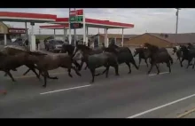 Bieg koni - Dzień Indian