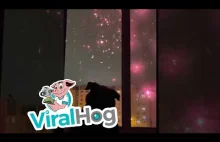 Pies oglądający z okna strzelające fajerwerki