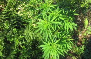 Walka o medyczną marihuanę trwa właśnie w Sejmie