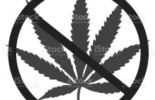 Ruch Narodowy (Konfederacja) przeciwko marihuanie w leczeniu i przemyśle