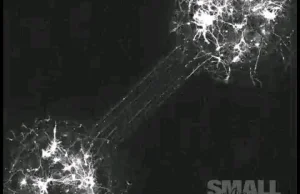 Łączenie się dwóch komórek nerwowych