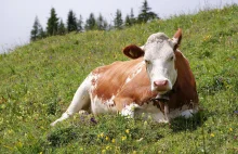 Rolnictwo komórkowe, czyli skąd pozyskać mleko bez udziału krowy?