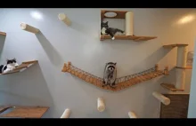 Montaż małpiego gaju na ścianie dla kotów i szopów
