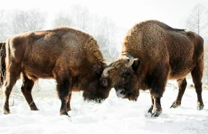 Puszcza Białowieska: pod żubrami załamał się lód. Utonęło 21 zwierząt