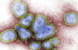 Chiny zgłaszają 5 nowych przypadków ptasiej grypy H5N6 u ludzi