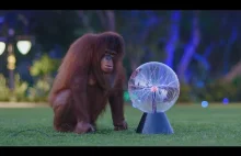 Orangutan i kula plazmowa