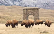 150 rocznica utworzenia Yellowstone NP