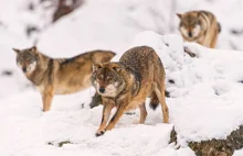 Kraje skandynawskie planują odstrzał wilków. Ekoaktywiści protestują
